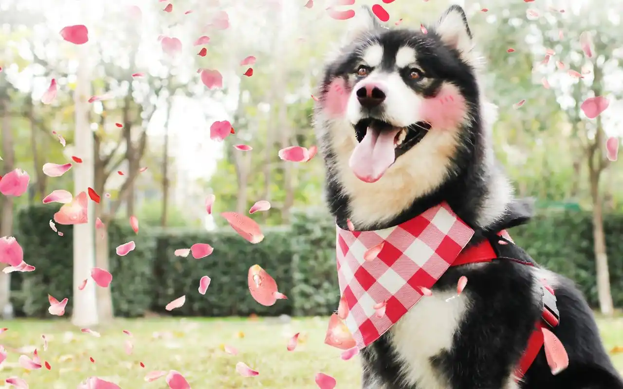 可爱呆萌的哈士奇壁纸_俊美善良的狗狗