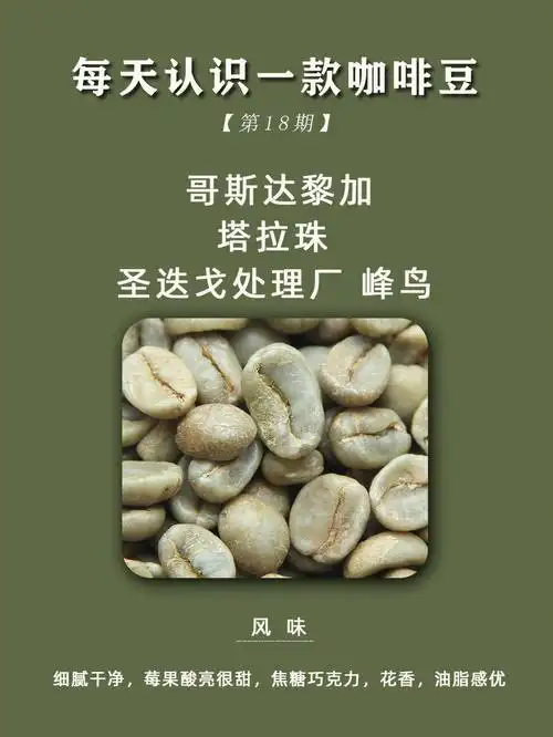 每天认识一款咖啡豆哥斯达黎加塔拉珠蜂鸟