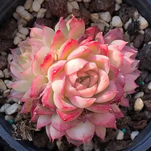 热销高端多肉植物进口_【女王】高端进口多肉好养群生多头大颗稀有