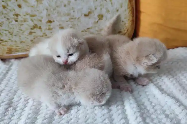 下沙乳色乳白英短