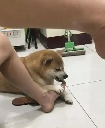 主人强迫柴犬闻自己的脚臭,柴犬的表情亮了!
