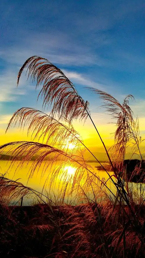 蓝天白云,金灿灿的日出映衬着风姿摇曳的苇花,如梦如幻宛若仙境