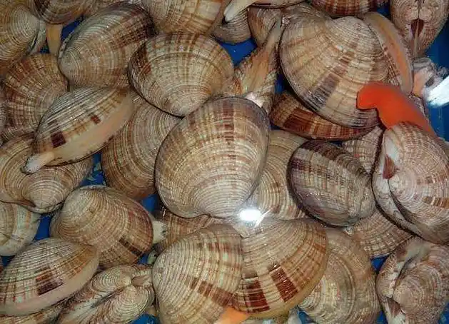 下面带来贝类海鲜图片及名称大全,一起来了解