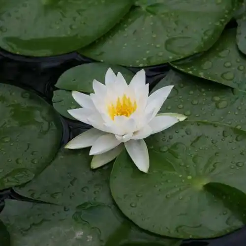 适合做头像的荷花图片清晰点的清新淡雅的睡莲图片