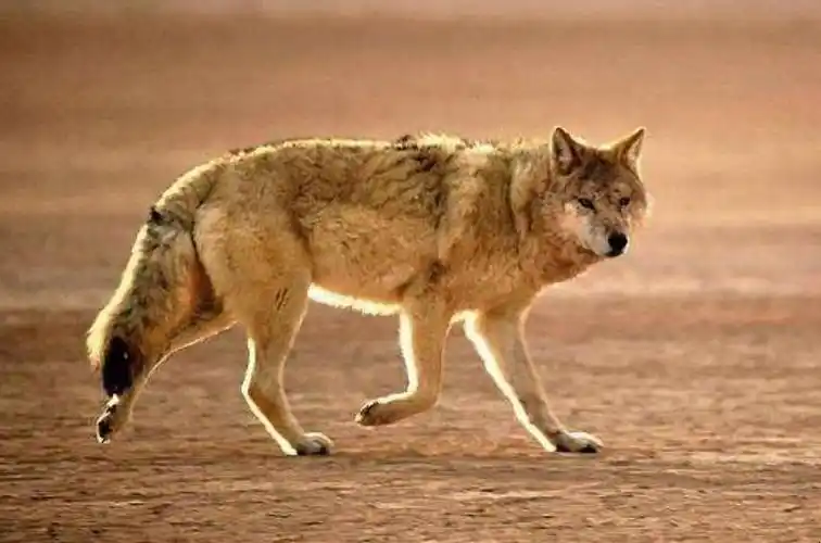 大尾巴狼怎么造句