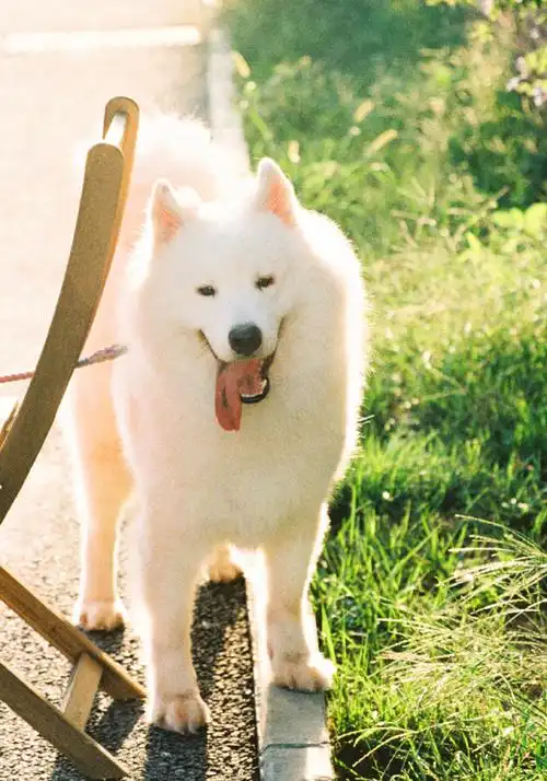 新生代演员刘耀文