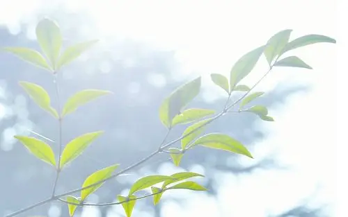 小清新绿色护眼植物高清宽屏图片桌面壁纸