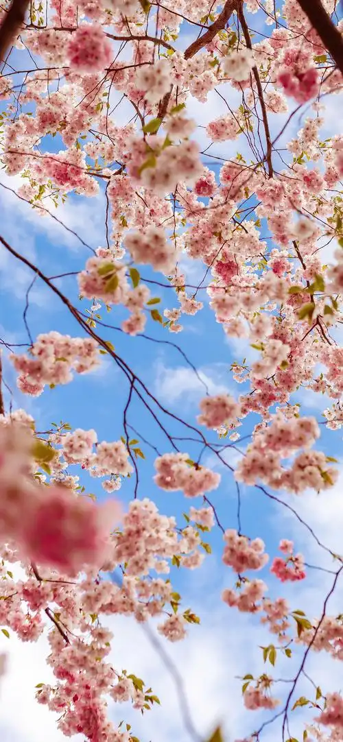 特别漂亮的风景图片 竖屏-风景壁纸 - 壁纸之家