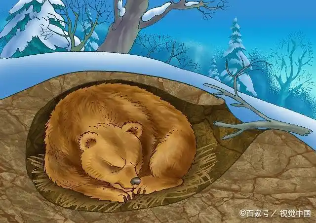 详解各种乌龟冬眠方法优缺点