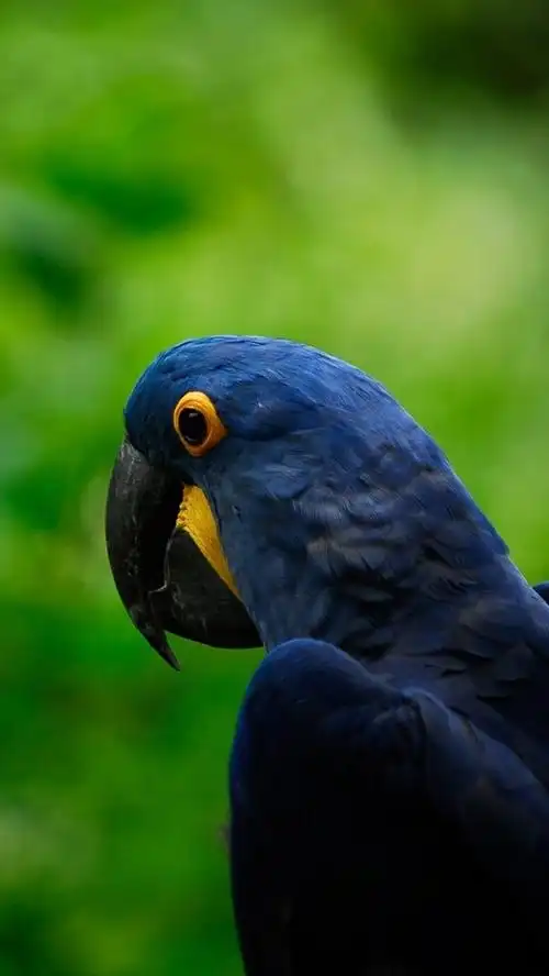iphone wallpaper dark blue parrot, green background