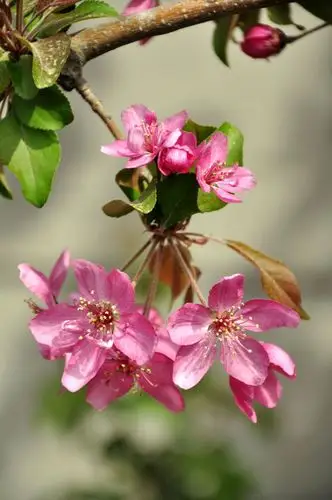 1,海棠花的种类也是繁多的,比如西府海棠垂丝海棠木瓜海棠贴梗海棠等