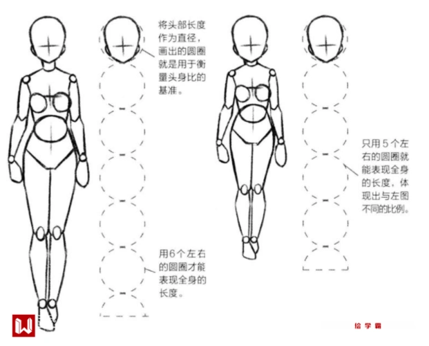 动漫人体的头身比怎么确定人体比例画法教程