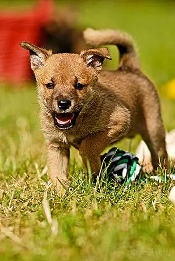 杂种狗,小动物,站立,草_高清图片_全景视觉