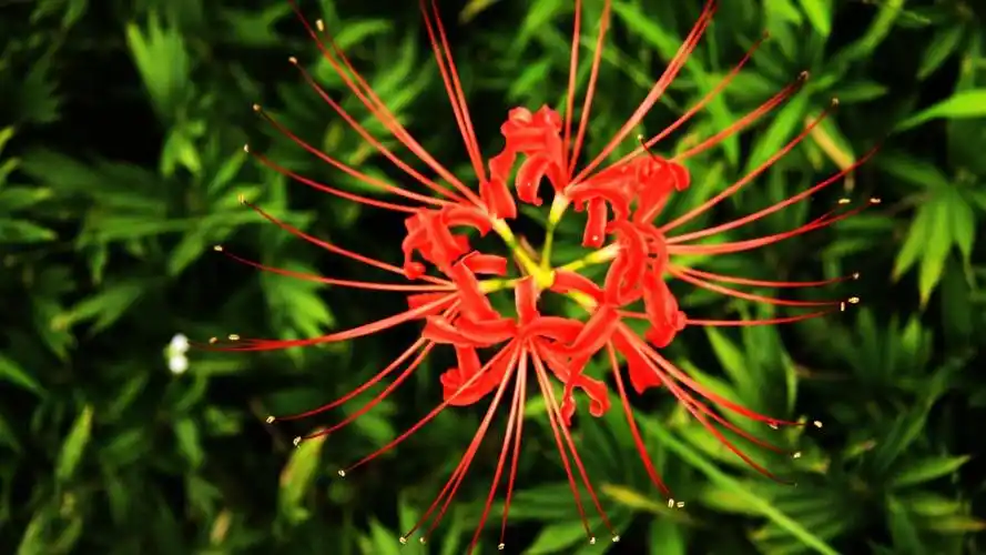 彼岸花图片高清宽屏电脑桌面主题壁纸