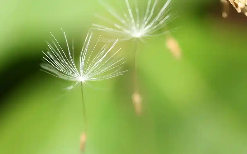 被夏天的风吹散的蒲公英壁纸,高清图片,电脑桌面-壁纸族