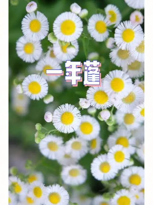 5-10月花语:随遇而安光照要求:全阳至半阴特性及建议:菊科飞蓬属一年