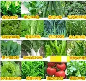 菜籽种大全莱子种蔬菜种子非转基因韭菜冬季花卉果农家黄瓜辣椒葱