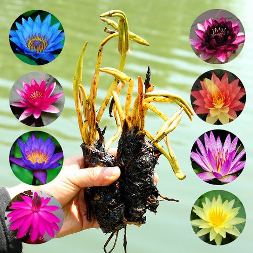 大睡莲睡莲根块 池塘水池水培植物 水生根块大睡莲花根茎当年开花