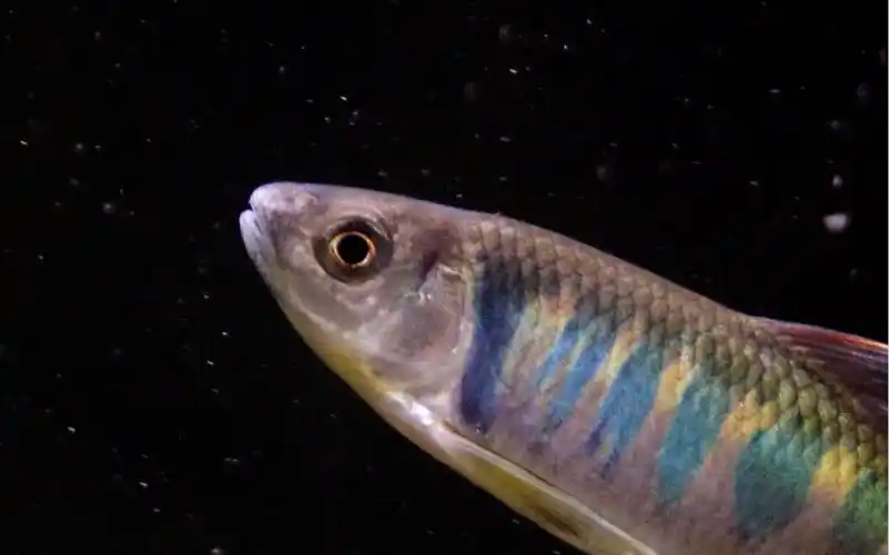 长鳍鱲打斗场景.