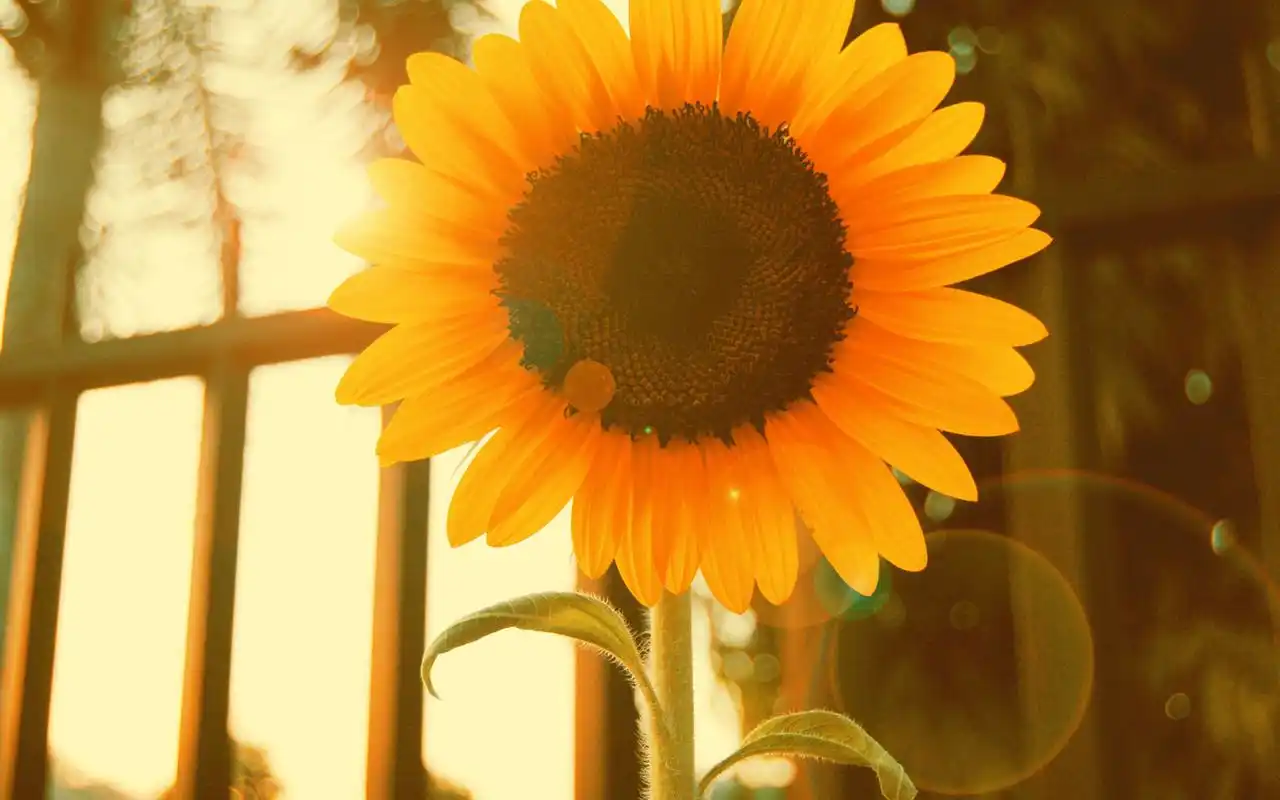 精选向日葵唯美亮丽风景高清图片桌面壁纸