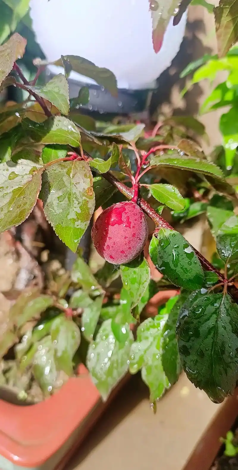 美人梅结的果子比美人梅开的花更有诱惑力.