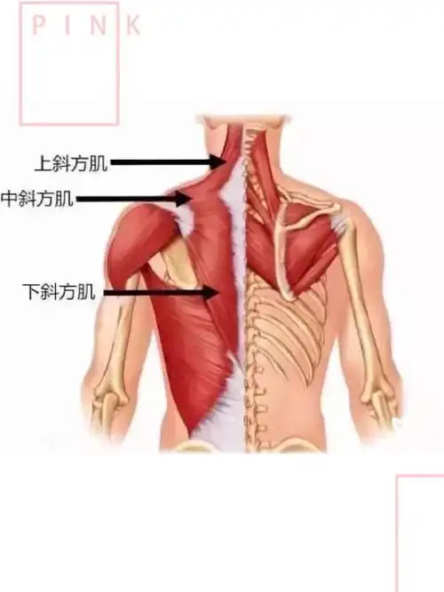 斜方肌如此发达突然就觉得她上半身好壮可爱惹人怜爱的感觉完全没了