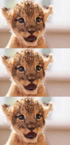 超级可爱聪明的小狮子三联图