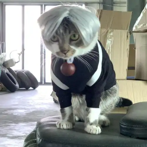 小黑子梅狸猫蔡徐坤同款只因鸡你太美衣服猫咪宠物服饰装衣服