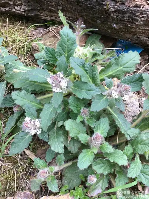 白毛夏枯草(筋骨草,金疮小草)