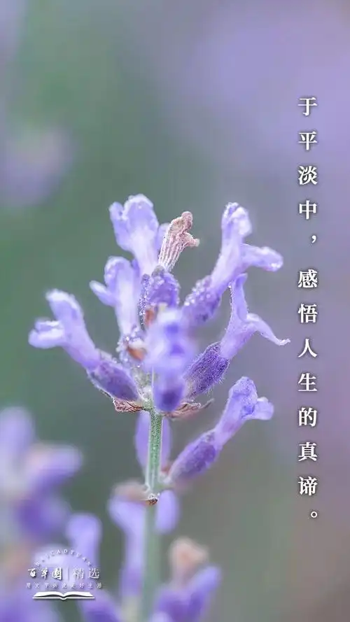 74点击图片78长按78保存下载高清壁纸人生就像季节,繁华过后终