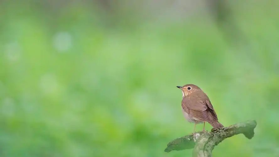 67m上传时间:2020-06-16壁纸标签:护眼4k壁纸封面图护眼壁纸【486】