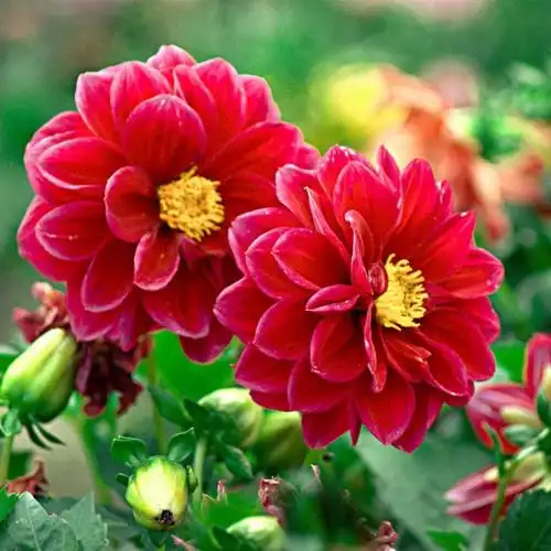 大丽花种子小丽花草花籽大丽菊多年生大花朵阳台盆栽庭院花卉种子