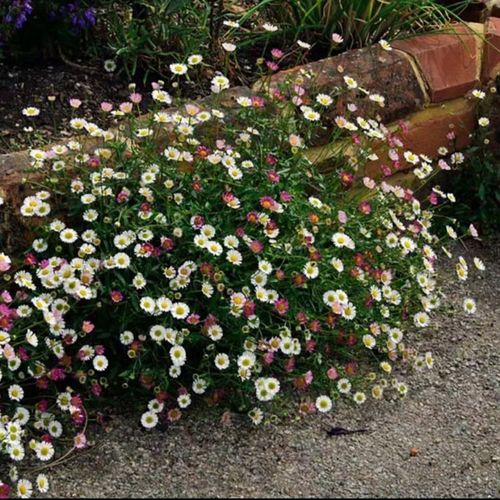 墨西哥美丽飞蓬 花期长多年生宿根花卉 种苗直销