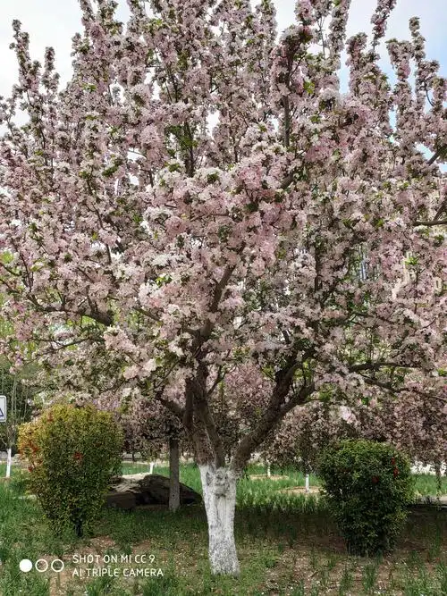游览海棠花溪 - 美篇