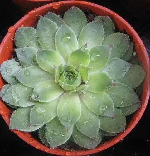 观音莲 - 多肉植物