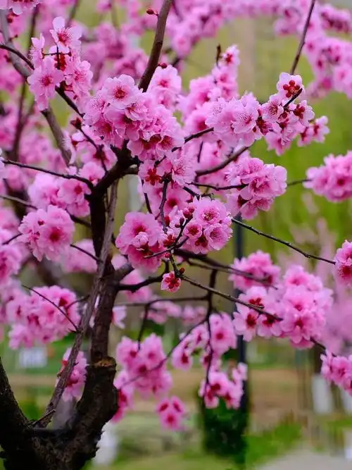 赏花正当时一组红叶李美人梅发给大家