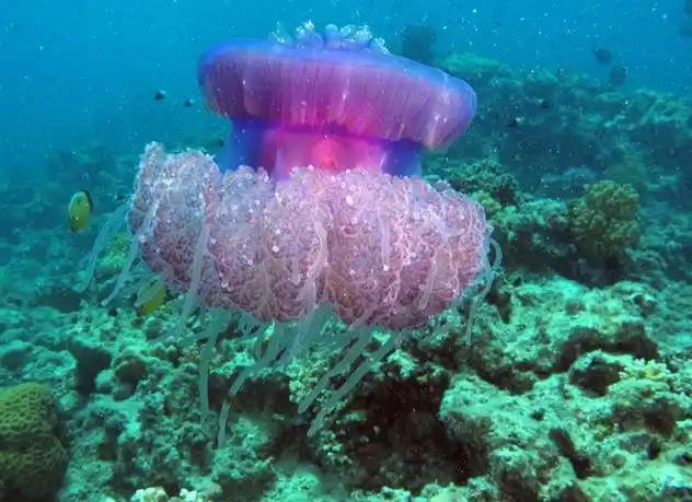 p>皇冠水母(学名: i>cephea cephea /i> ):是一种巨大的 a target="