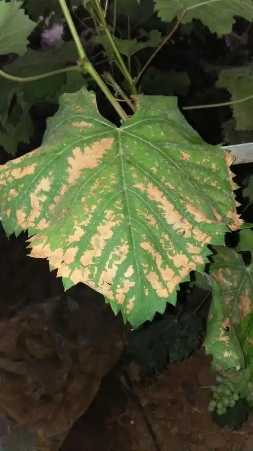 葡萄出现褐斑病不要慌消灭病原是重点