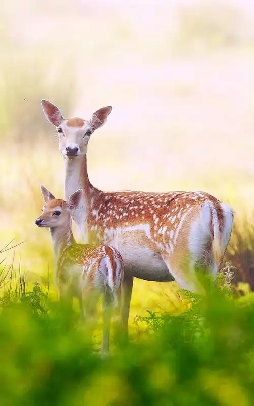 好看的手机壁纸