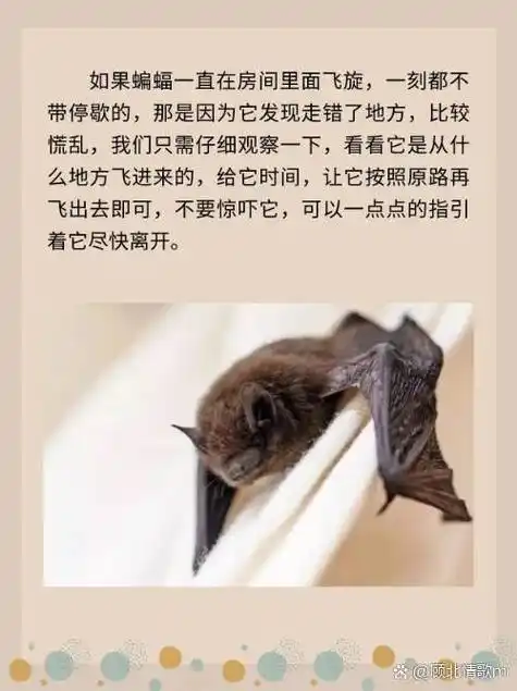 家里有蝙蝠会是什么状况?