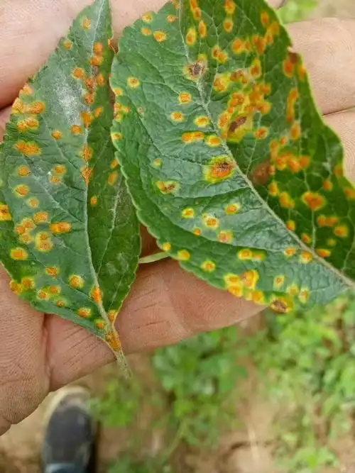 【甘谷县建刚农资营销中心】苹果锈病的发生及其防治.