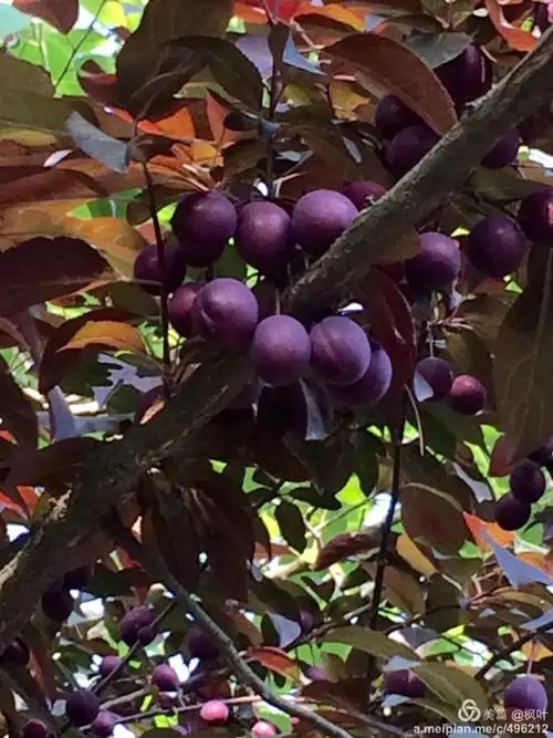 紫叶李果实累累