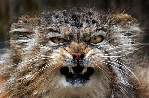 2公斤重的兔狲有着老虎一样的眼神表情更是丰富的像人