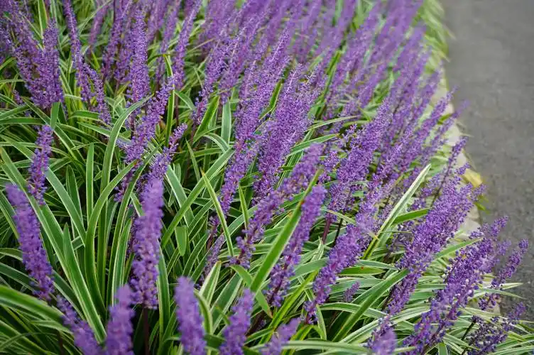 我见到的山东本土植物和园林栽培植物(306-1)金边阔叶山麦冬