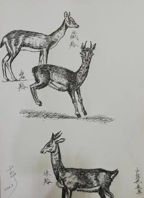 习画(239)~羊12(中性笔)