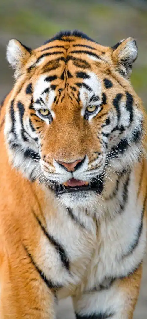 你们要的老虎壁纸来了 全面屏手机高清壁纸