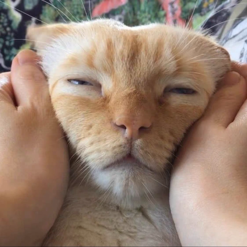 炎炎夏日,一起爆笑!猫咪搞笑图片