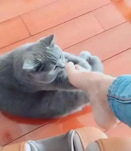 猫咪正在安静的休息,不料主人让它闻臭脚,猫咪臭的都晕翻了