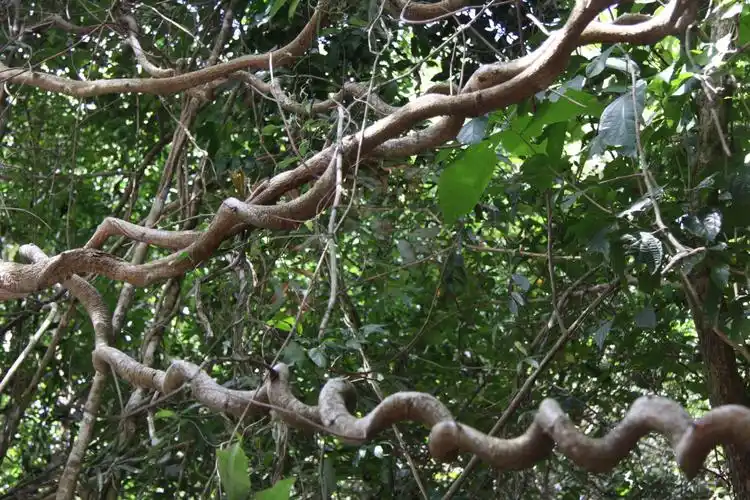 其它 漫漫人生路 悠悠天涯情                 二,雨林奇葩---呀诺达