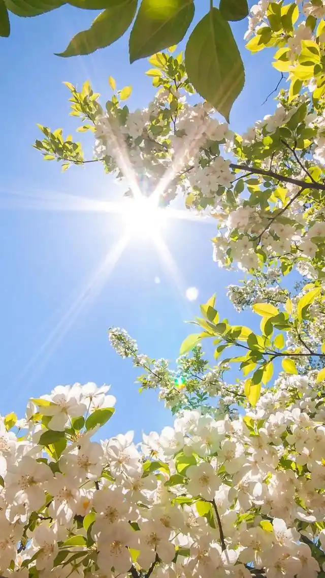 愿你所期待的最后都如你所愿治愈系图片